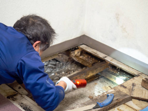 Best Local Mold Removal Service  in Evanston, IL