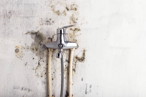 Best Same-Day Mold Removal  in Evanston, IL