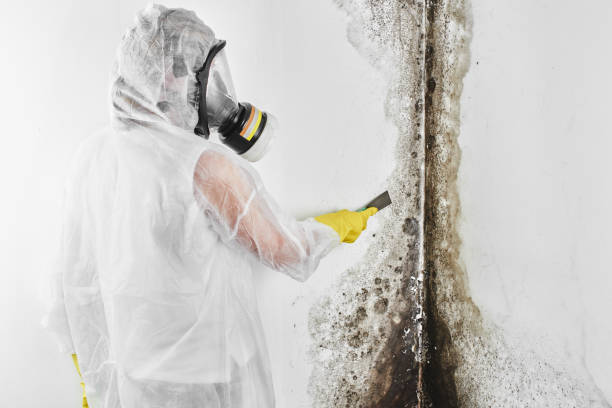 Best Fast Mold Removal  in Evanston, IL