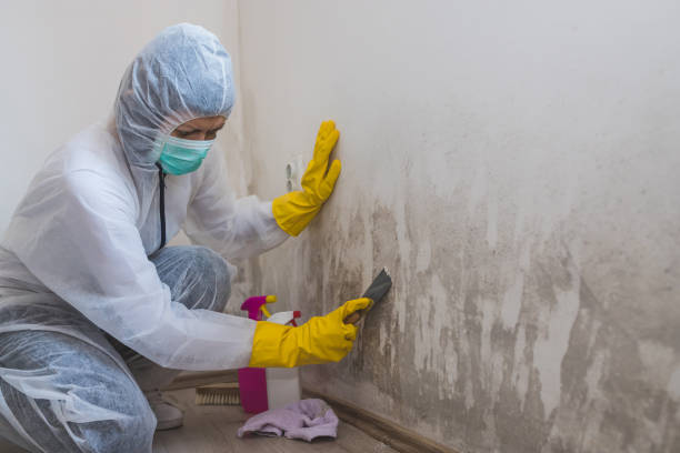 Mold Testing and Removal in Evanston, IL