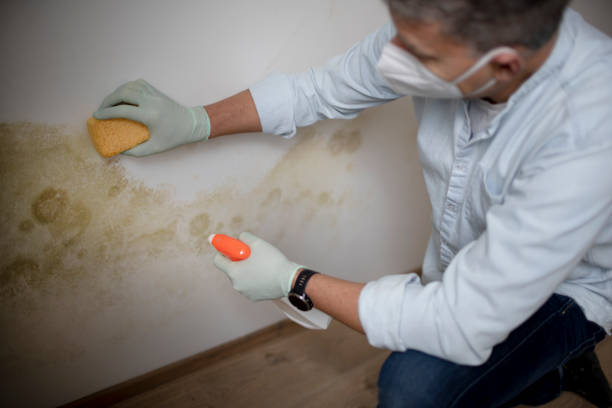 Best Crawl Space Mold Removal  in Evanston, IL