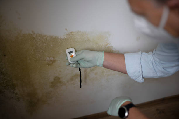 Best Toxic Mold Removal  in Evanston, IL