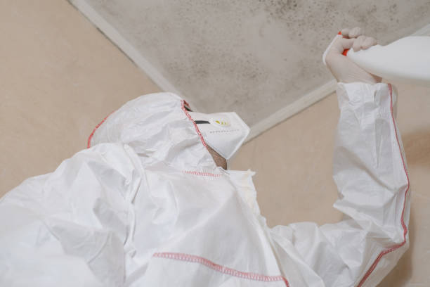Best Black Mold Removal  in Evanston, IL