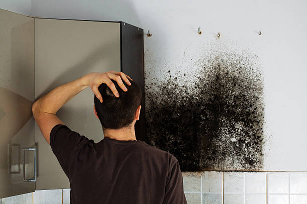 Trusted Evanston, IL Mold Removal Experts